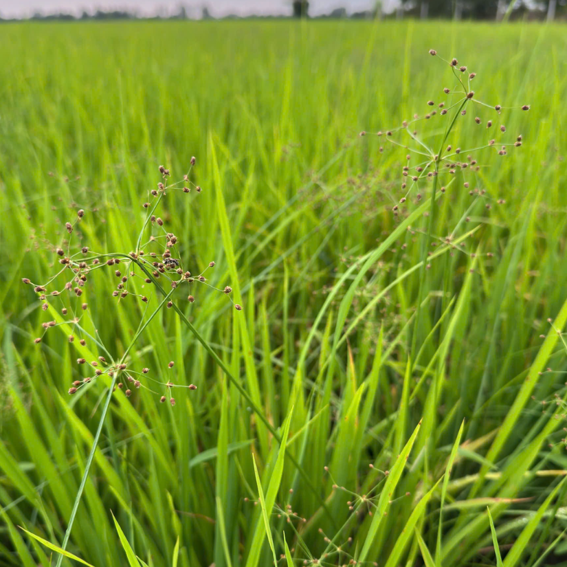 cỏ chác lác 2