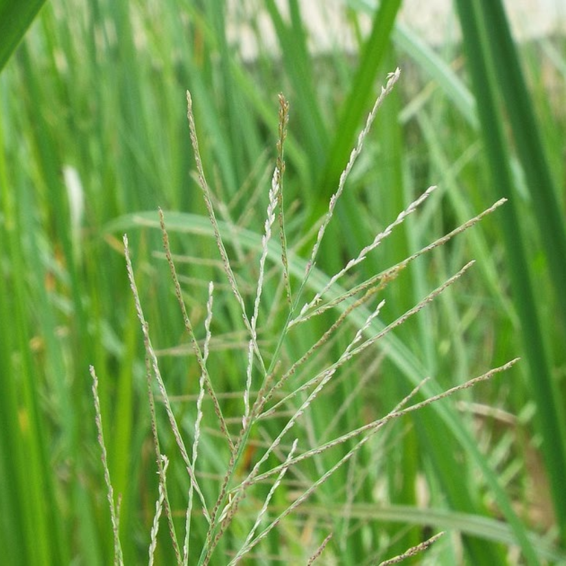 cỏ đuôi phụng