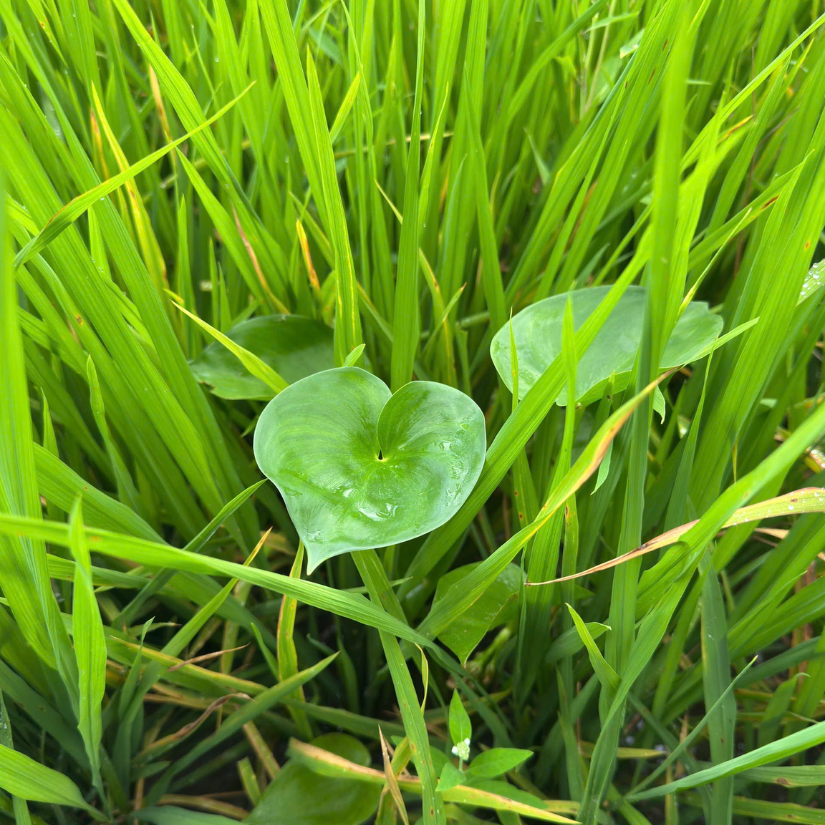 cỏ lá rộng