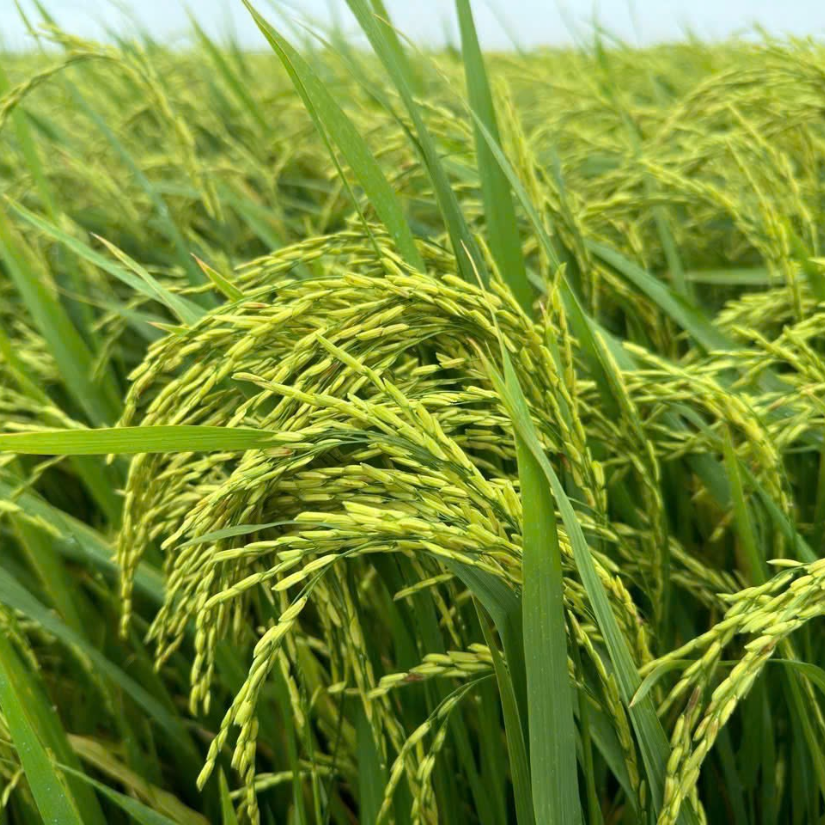 lúa đẹp