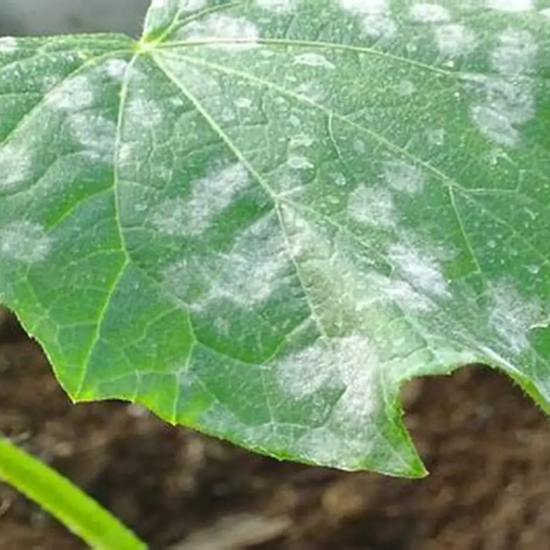 phấn trắng