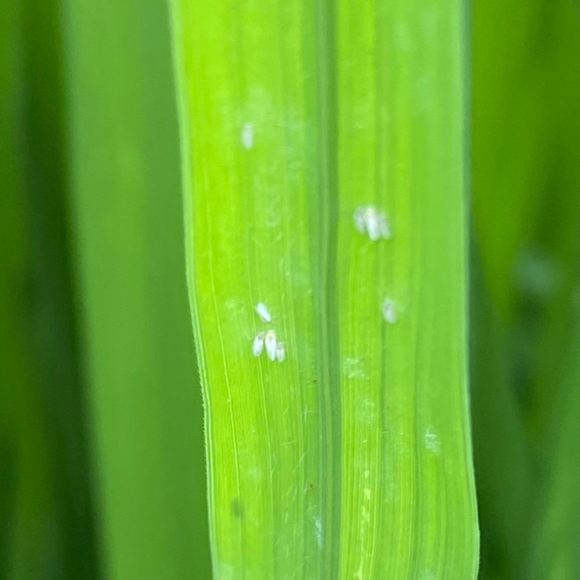 rầy cánh trắng