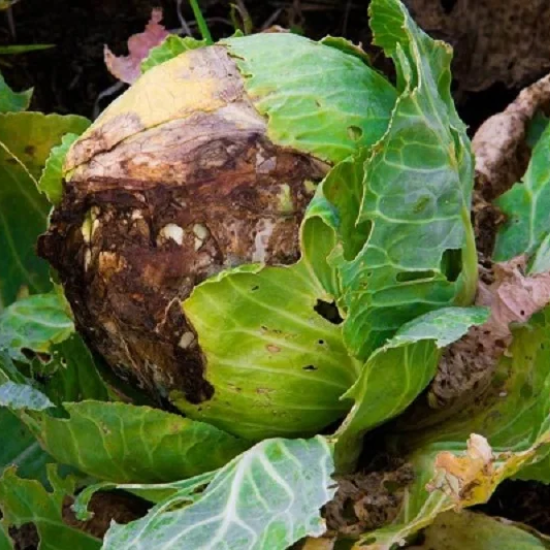 thối nhũn bắp cải