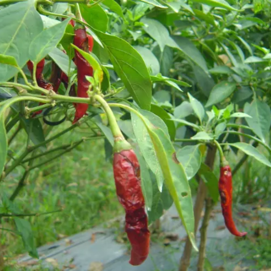 thối trái ớt