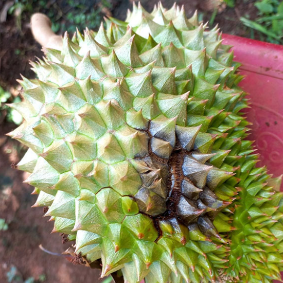 thối trái