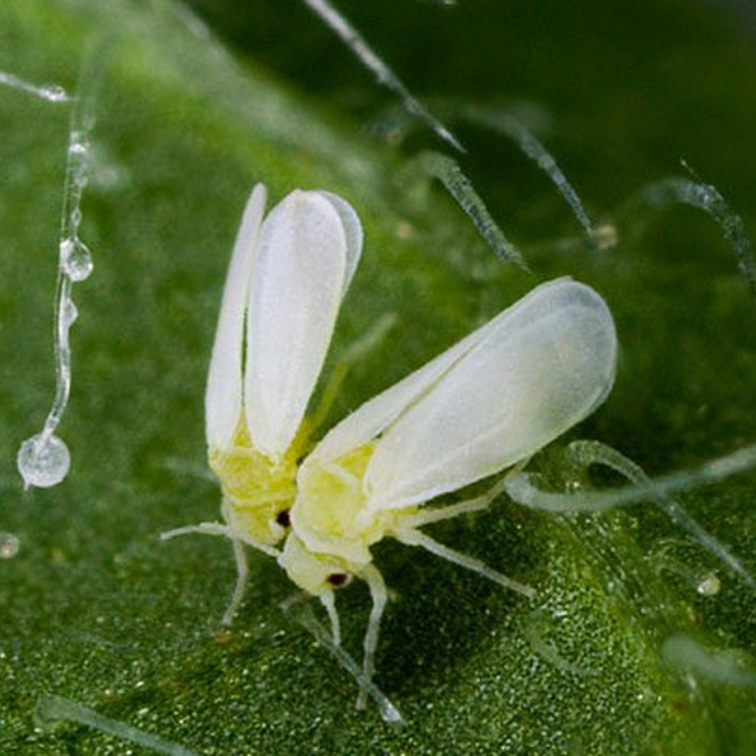 rầy phấn trắng